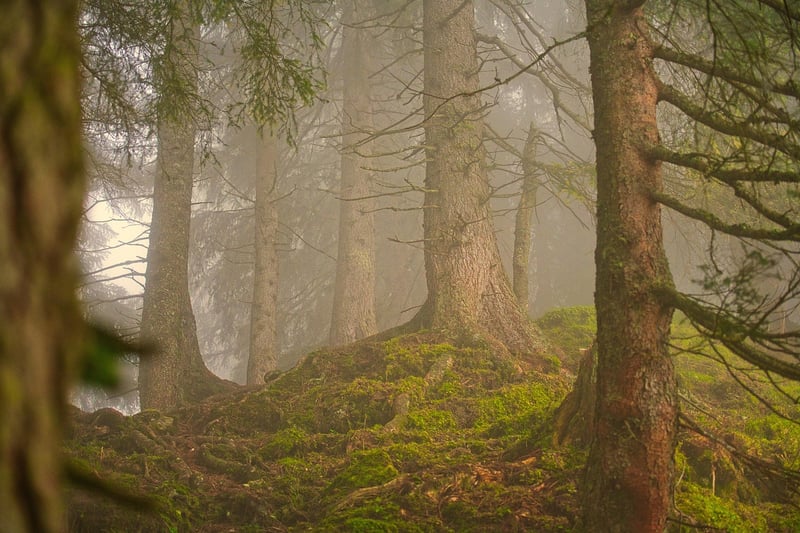 Forest Feast